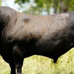 Premier yearlings ready for the sale ring