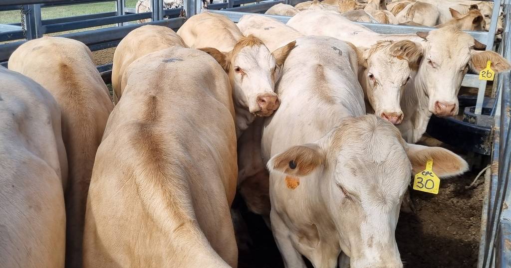 Beaudesert cattle sale marks high demand for quality lines | Queensland Country Life