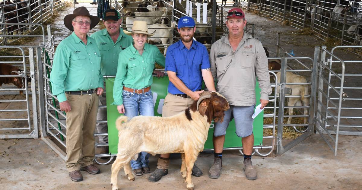 St George Pinnacle Boer Goat Sale attracts buyers from six states | Queensland Country Life