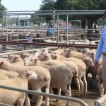 Pledge for statutory Ag Commissioner reinforced at Armidale forum