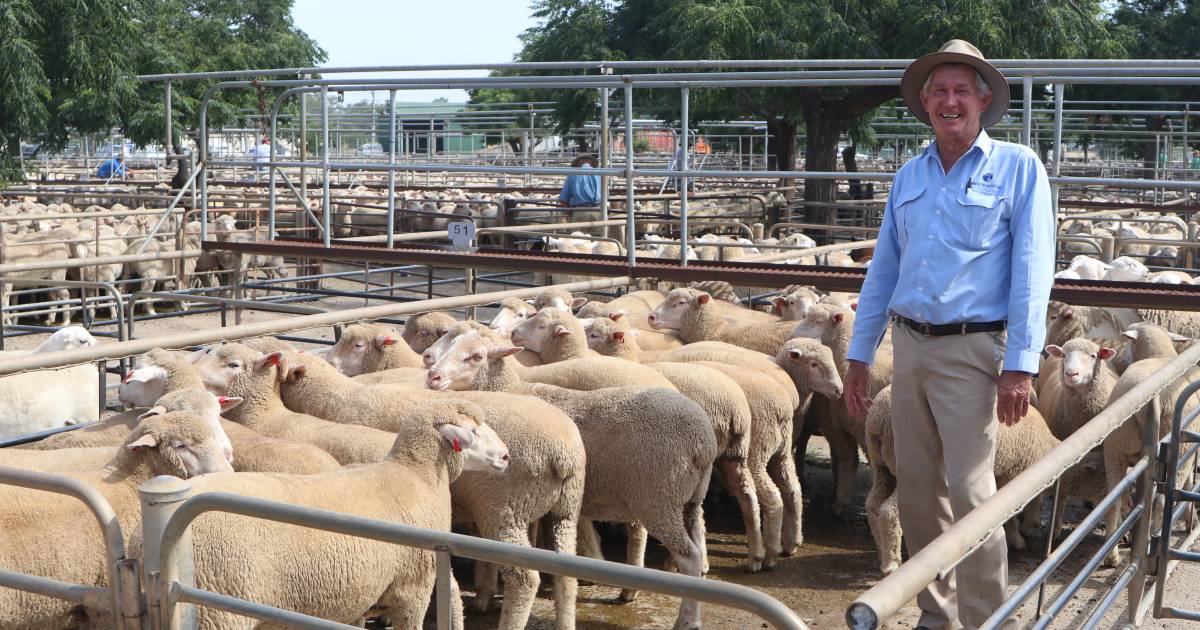 How to get the best money for your lambs