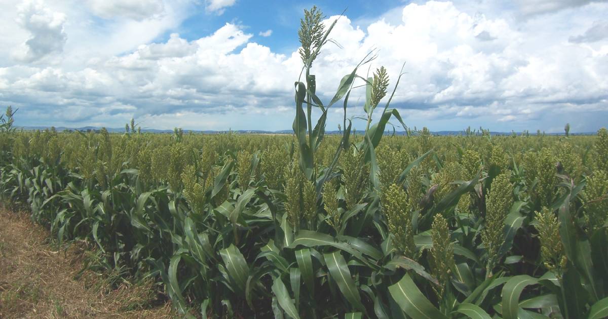 Sorghum the shining light of grain markets