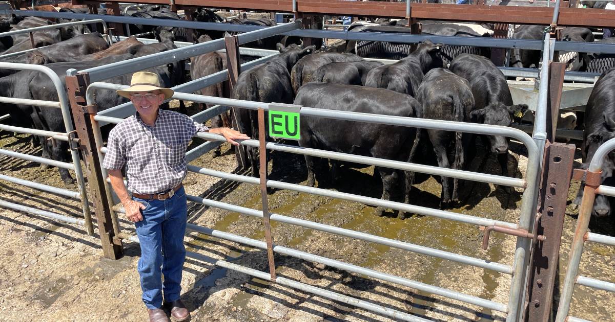 Gloucester breeders attract top restocker bids while average prices reflect current trends | The Land