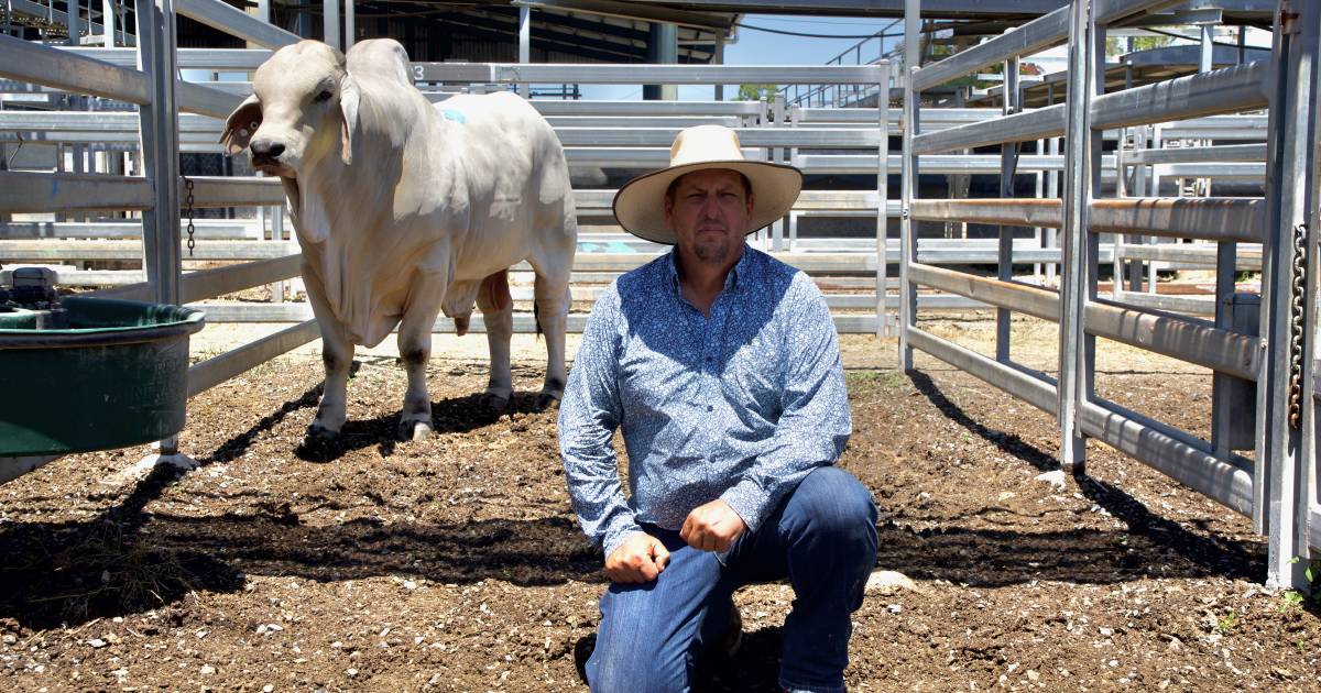 Dry Creek Brahman stud tops opening day of 2023 February All Breeds Sale | Queensland Country Life