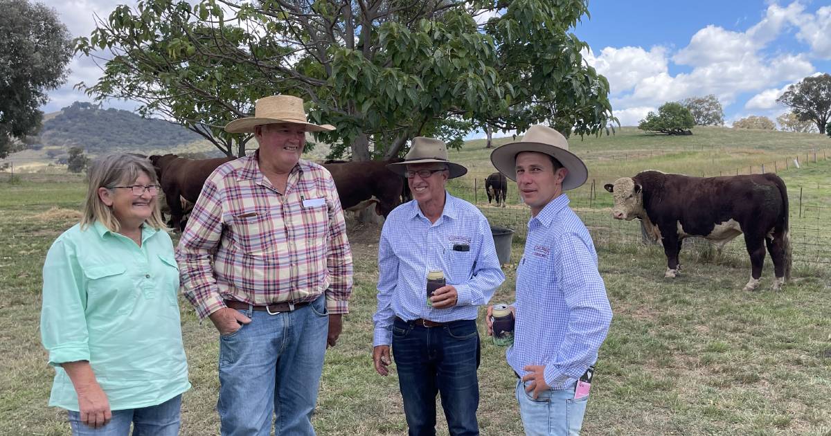 Glenellerslie Hereford’s 30th bull sale topped at $13,000 | The Land