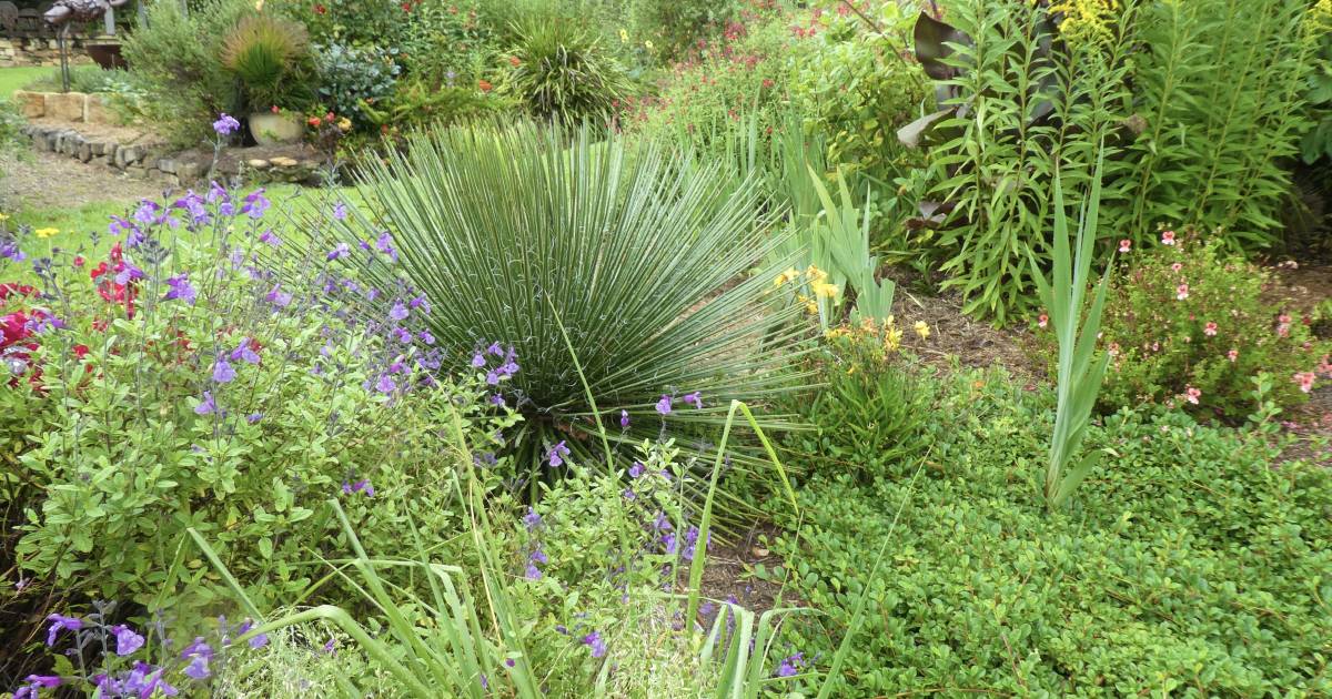 Cool plantings heat up | In Fiona's Garden