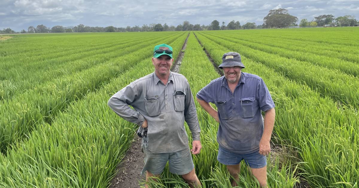 Dryland rice works best under irrigation say North Coast croppers | The Land