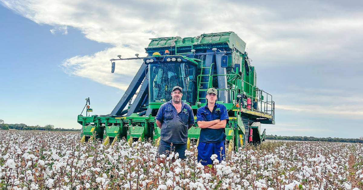 Central Queensland cotton first cab of the rank for harvest