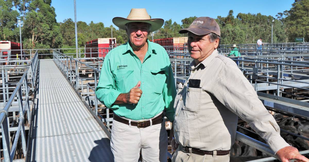 Steer calves sell to $1872 at WALSA Boyanup sale | Farm Weekly