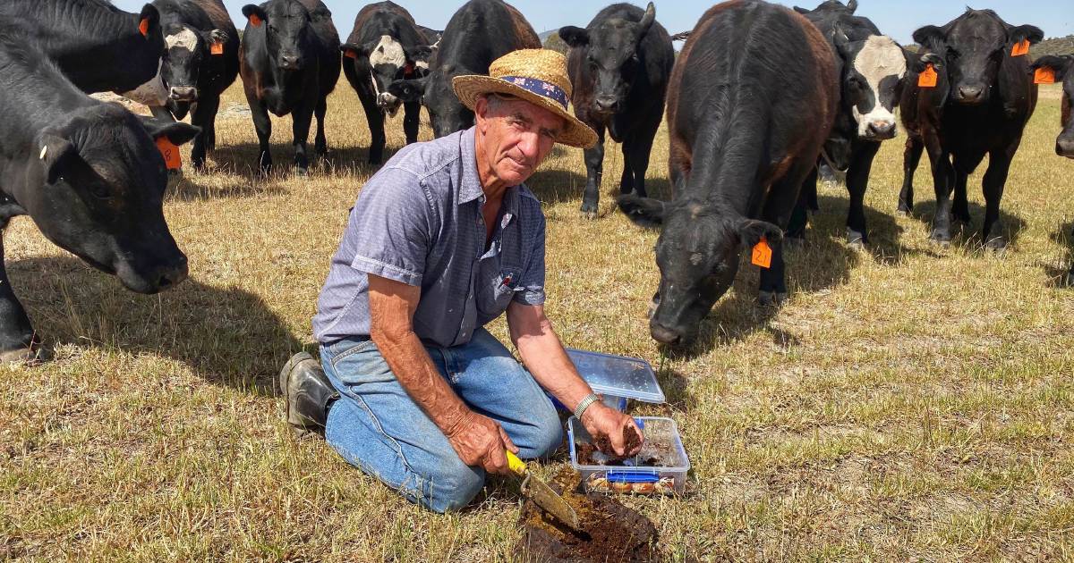 Does Queensland need a new species of dung beetle? | Queensland Country Life