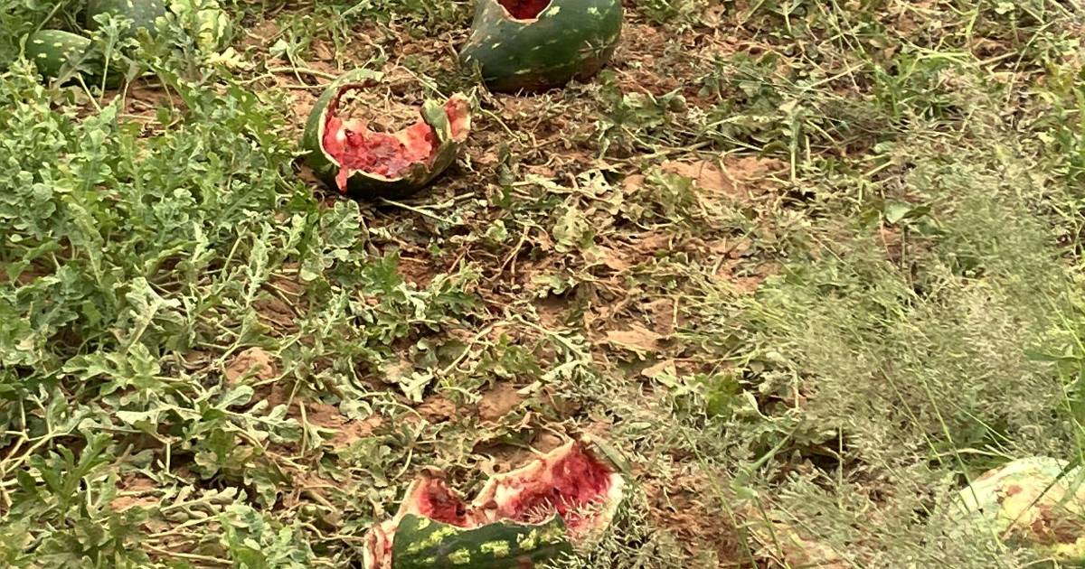 Pigs run rampant in melon crops, spurred by dry conditions