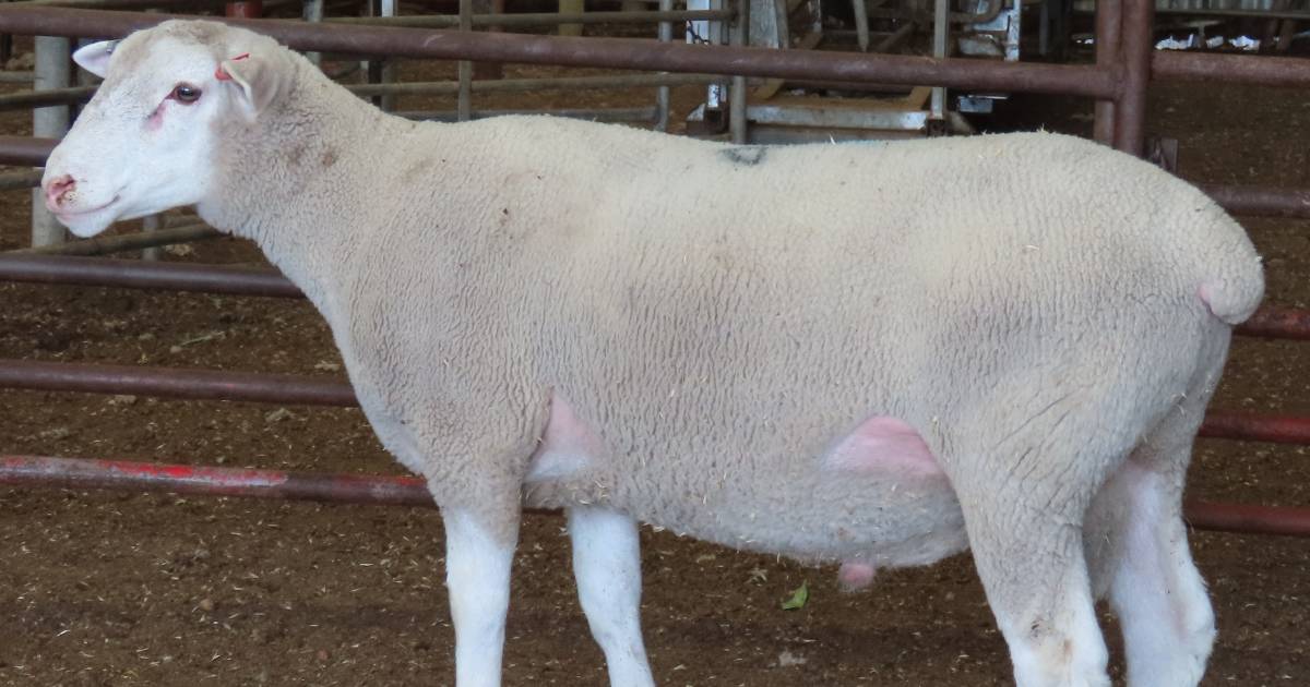 Mount Ronan summer sale tops at $2050 at York | Farm Weekly