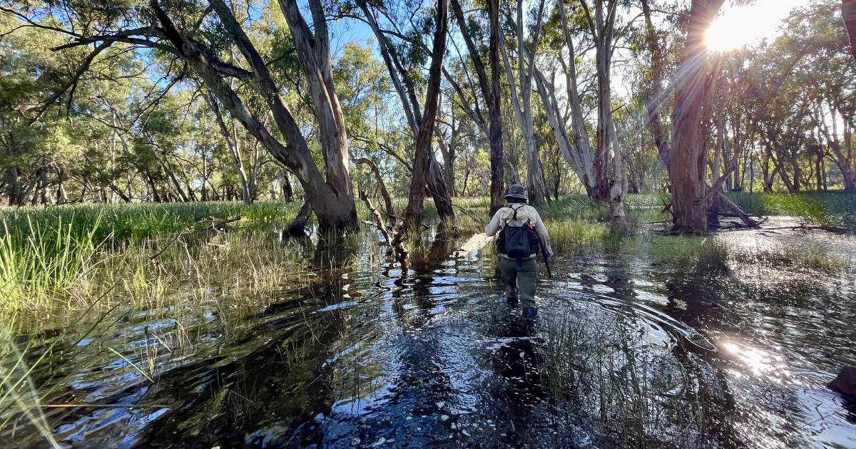 No mass fish kills in Murrumbidgee River after floods