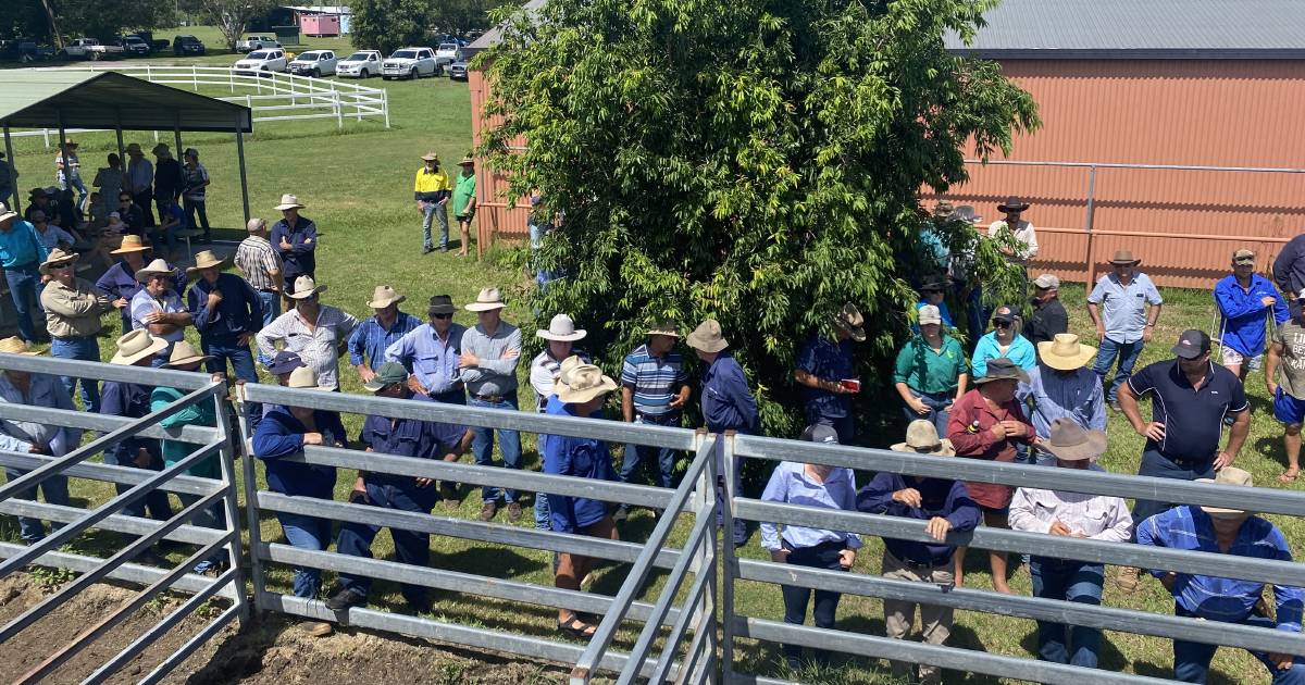 Jersey cow and calf breaks record at first Sarina sale for 2023