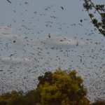 Jemalong offers irrigation, cropping and grazing on a $85 million-plus scale