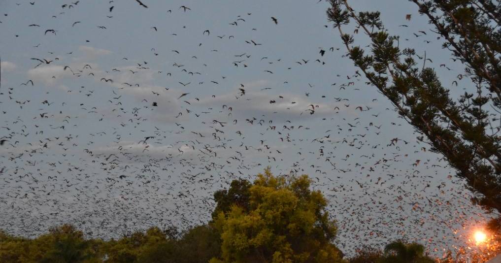 Little red flying foxes almost interrupt Towers eradication