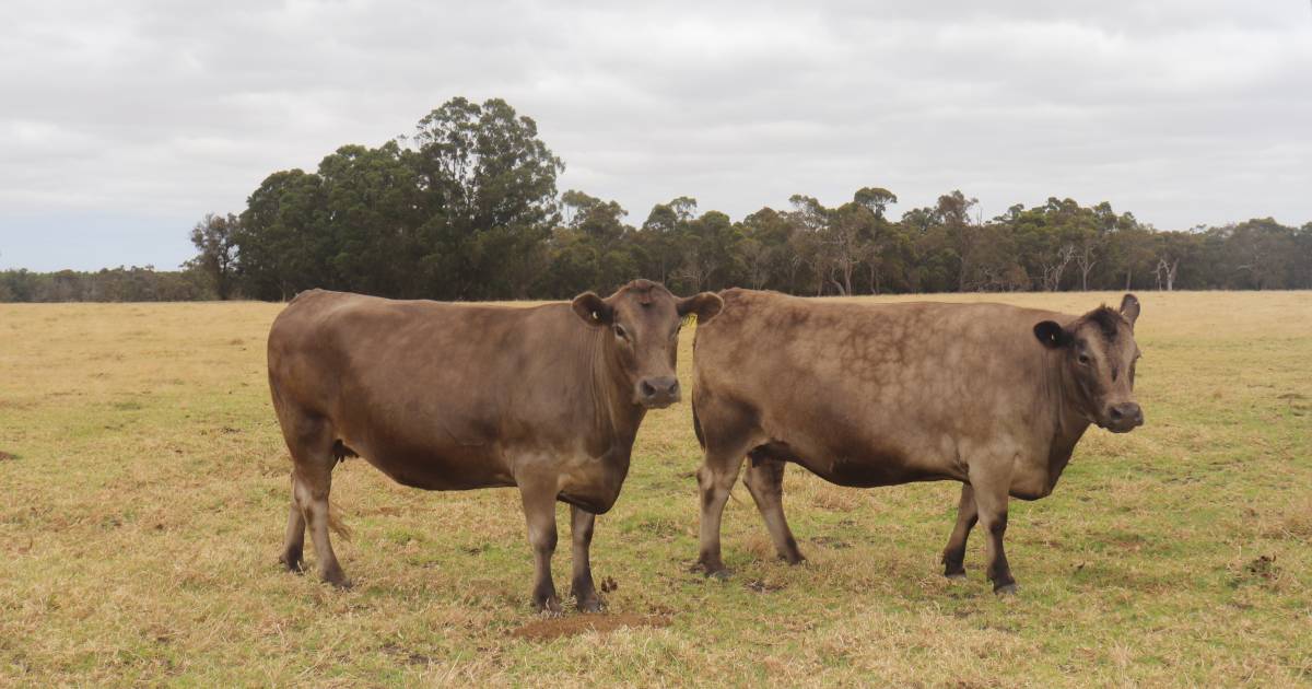 Manypeaks couple embrace farm lifestyle