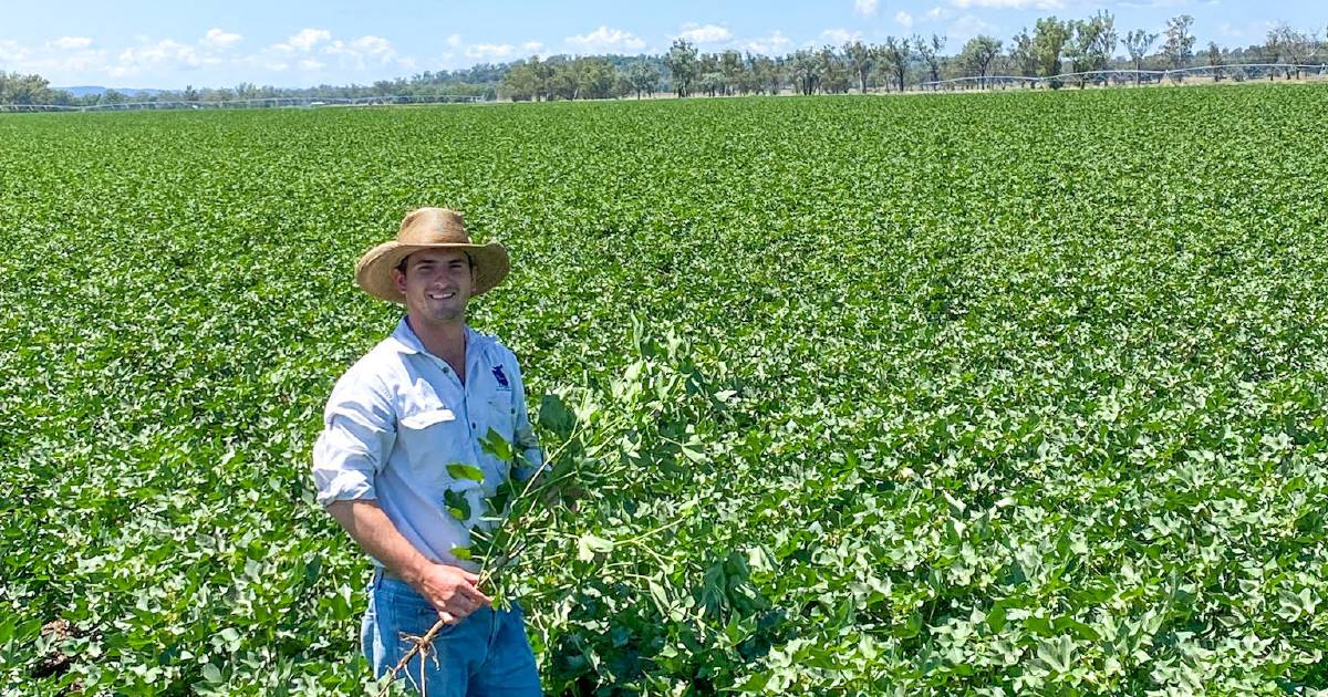 Texas’ Rush family set to pick last cotton crop as business commits fully to cattle trading and sheep breeding | Queensland Country Life