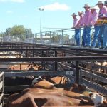 Managing paddock to plate on Wolki Farm