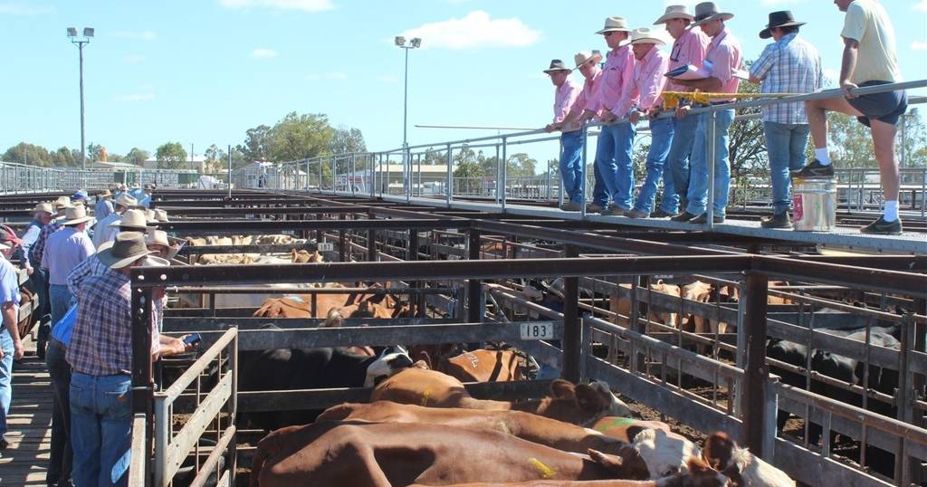 Prices dip slightly at weekly Dalby sale