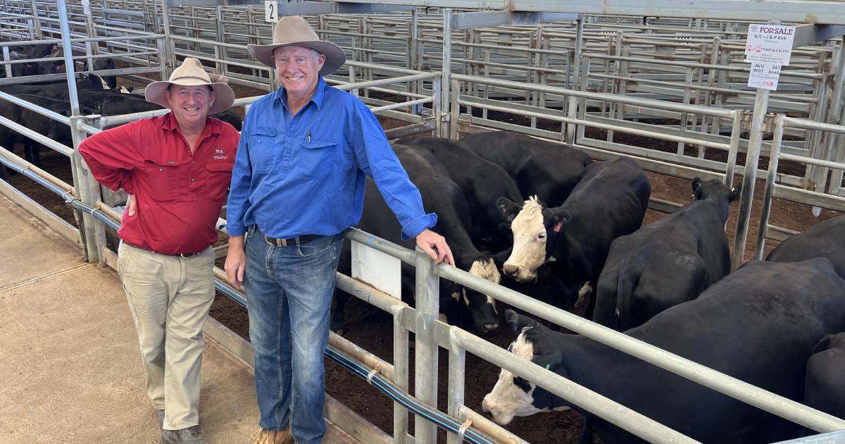 Forbes cows with calves sell to $3800 a unit