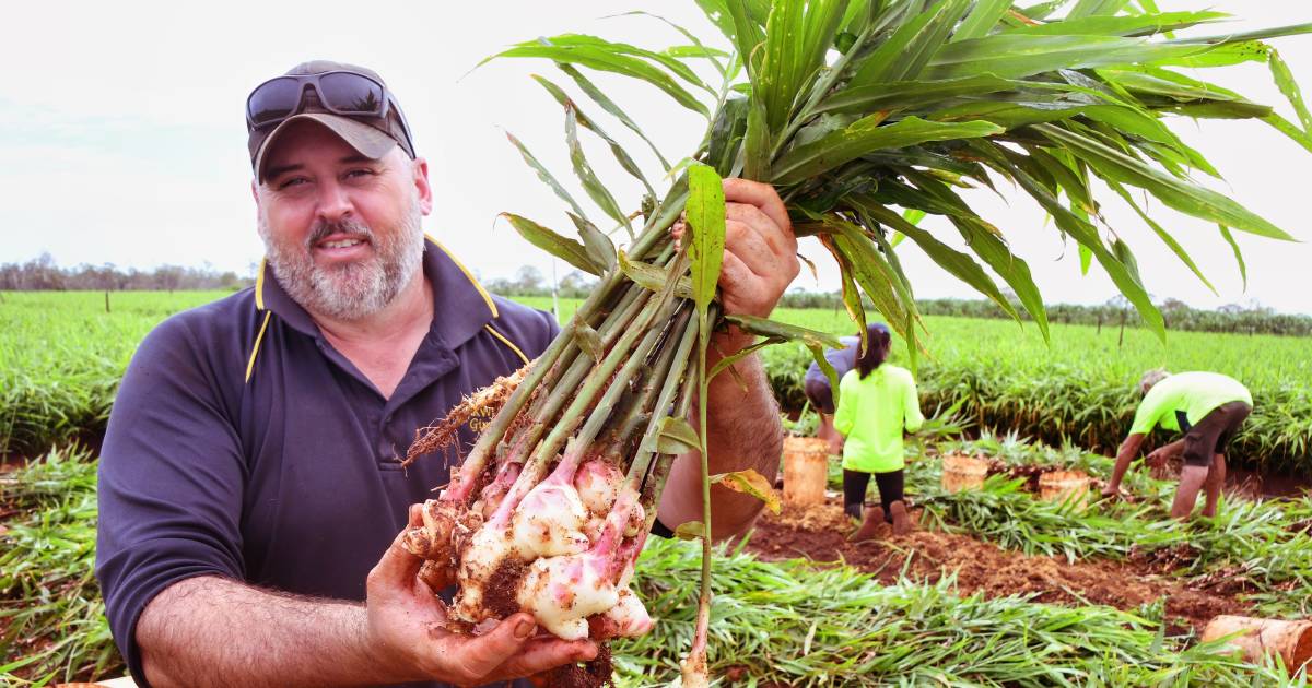 Bundaberg ginger grower one in a million | Queensland Country Life