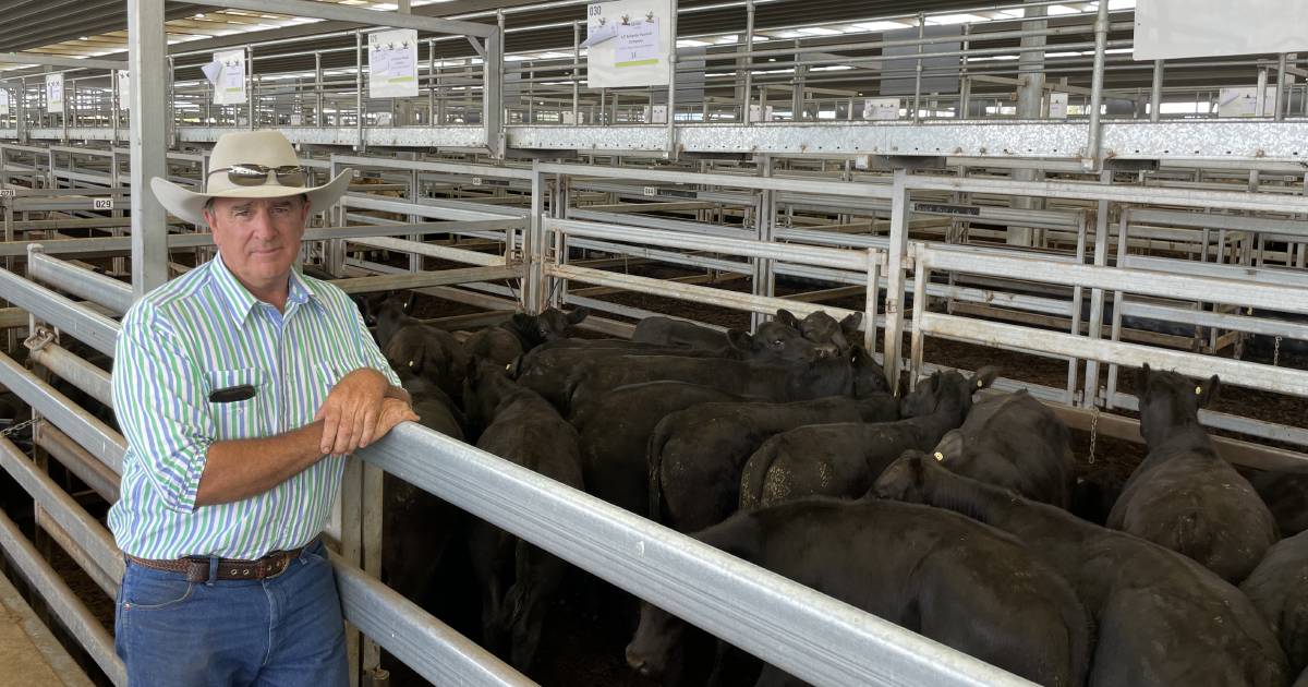 Steers average $1592, while PTIC heifers average $2442 at Nutrien Classic | The Land