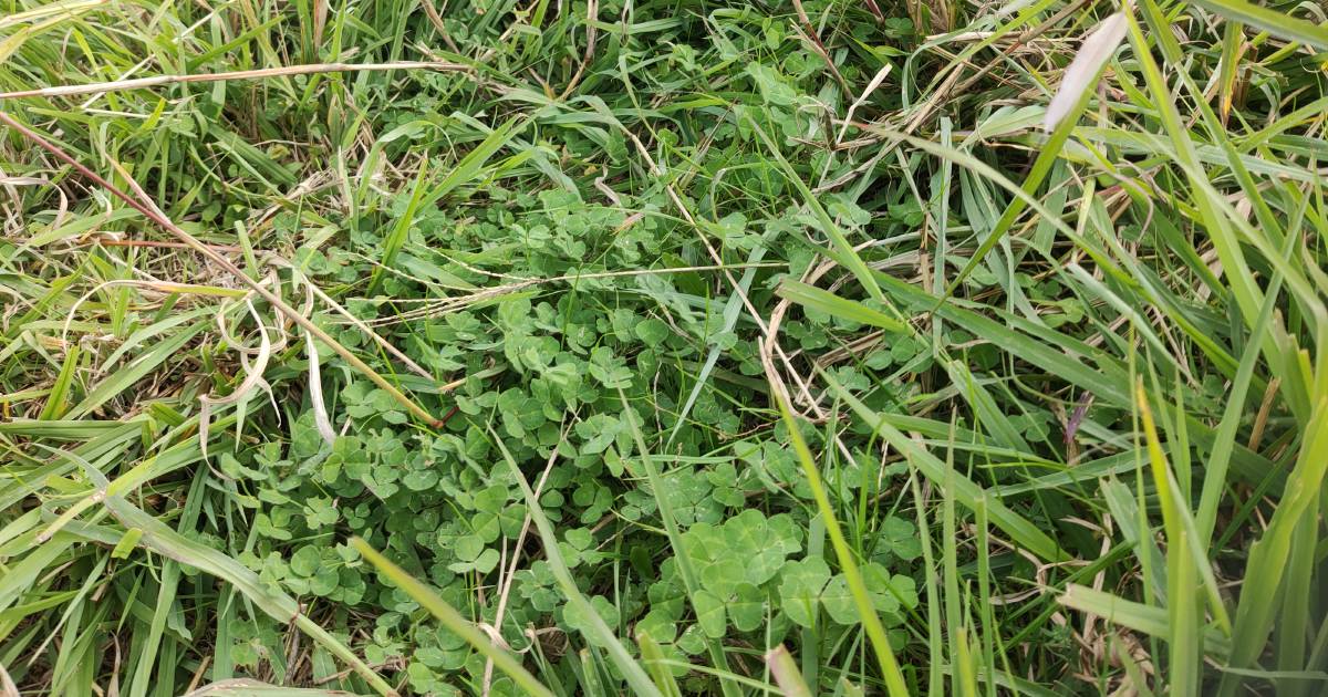 How to balance soil nitrogen for top quality pasture | The Land