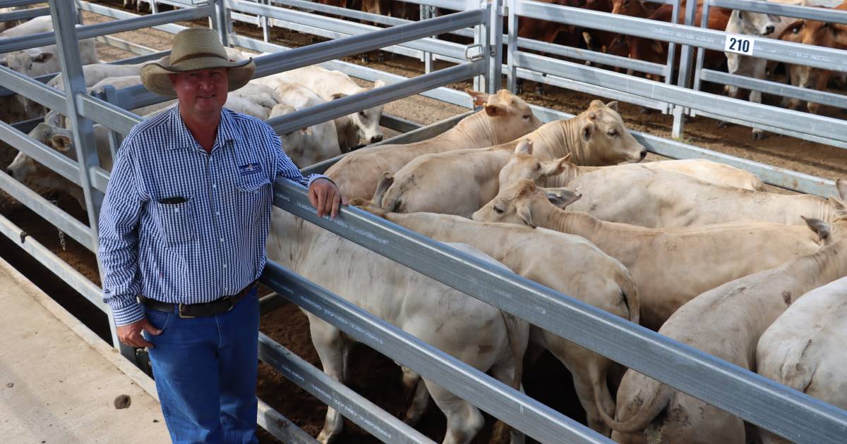 Santa-Hereford cross bullocks crack $2407 at Biggenden sale