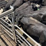 Heavy feeder steers in hot demand at Gympie cattle sale