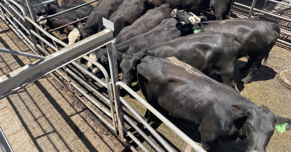 Weaner steers dearer at Dubbo