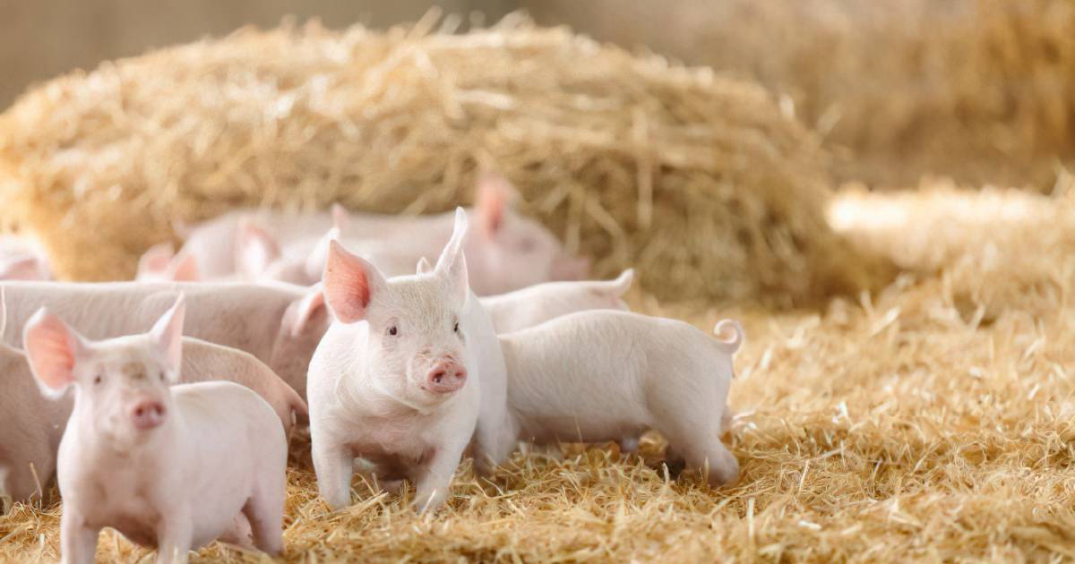 Australia's first JEV pig vaccine due this year