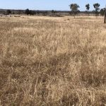 Birdsville Cup trainer and jockey found guilty