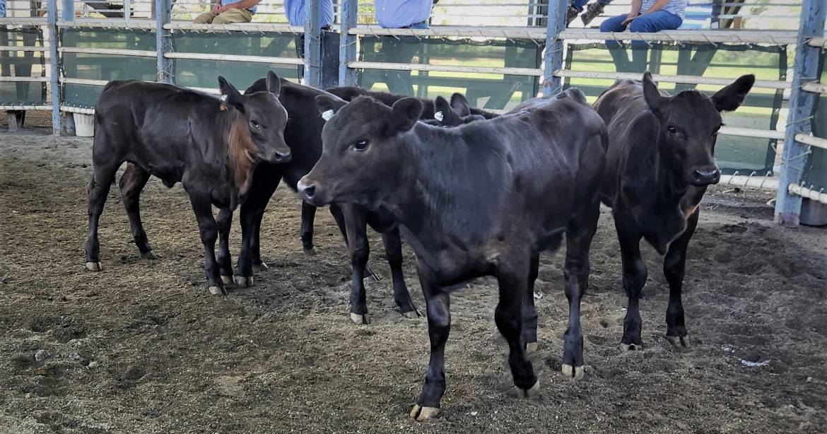 Market levels out at Grafton as new crop of weaner cattle tempts buyers