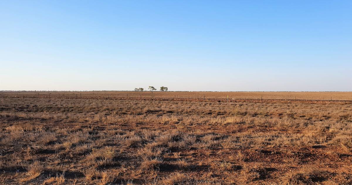 Charity launched to help re-build cattle numbers for affected graziers