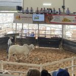 Big Country Bull and Female sets new sale record top price | Queensland Country Life