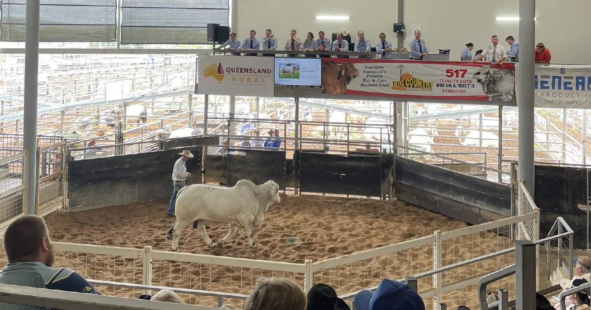 Big Country Bull and Female sets new sale record top price | North Queensland Register