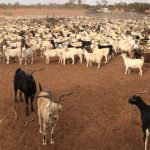 Livestock sector warned not to downplay role in reducing emissions