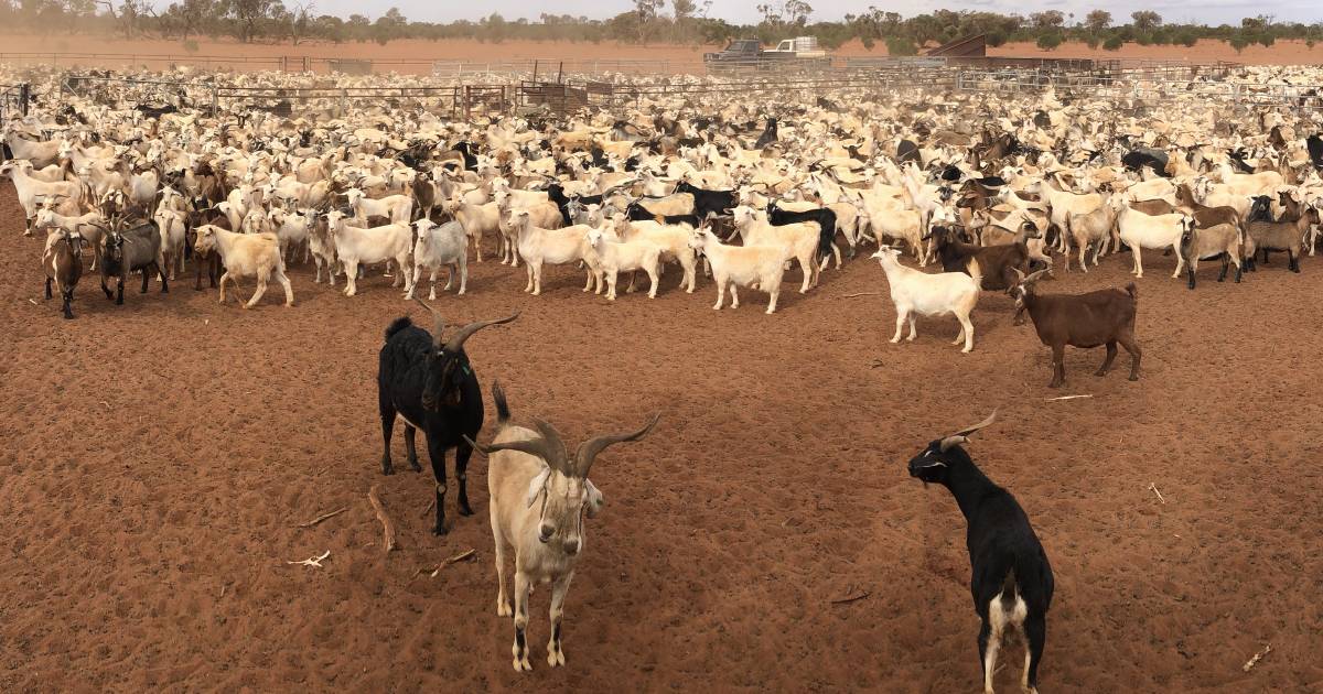 Which goats will need an eID tag – it's simpler than you think