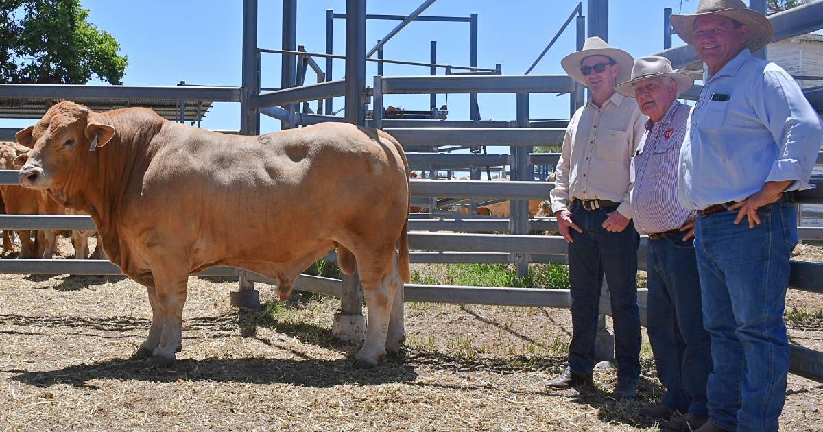 Huntington Charbray stud’s first Toogoolawah sale achieves full clearance | Queensland Country Life