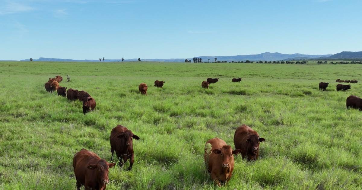 Standout 18,500 hectare buffel grass asset hits the market