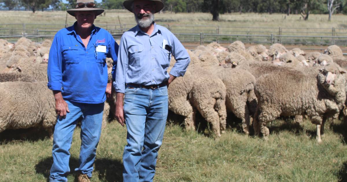 Gowing win fourth ewe comp