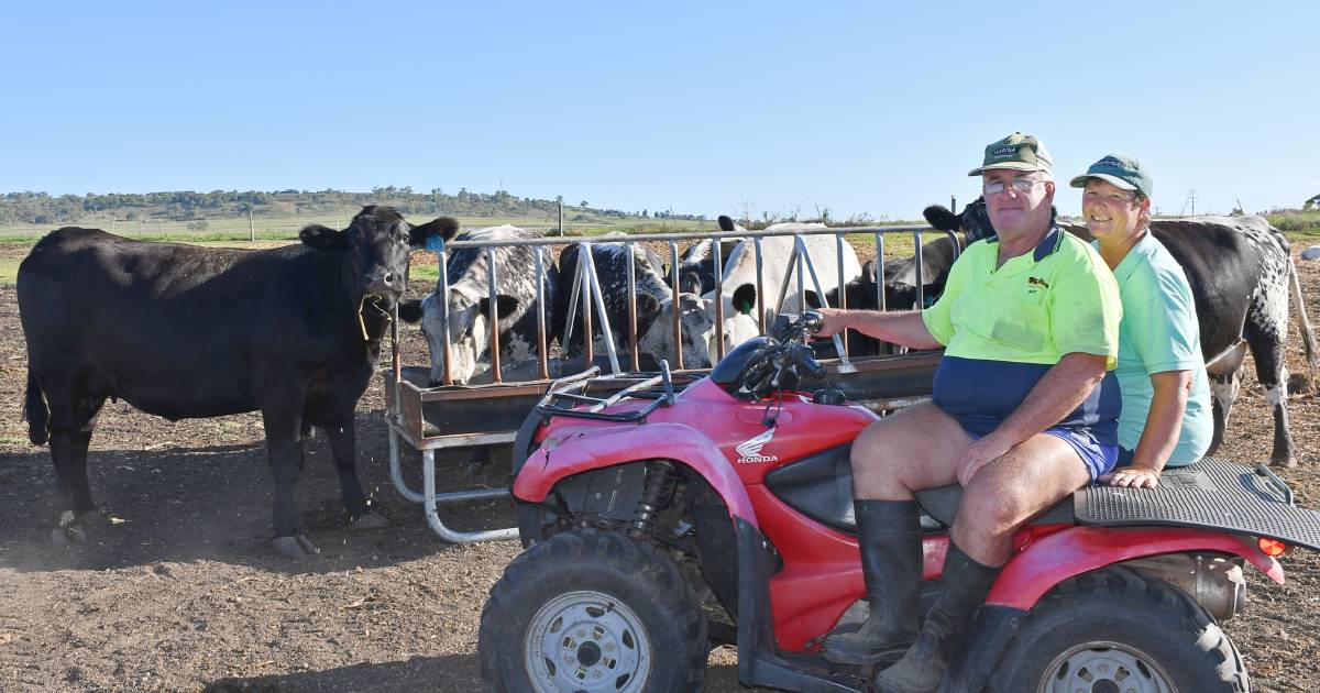 From dairy to beef, Browns' find crossbreeding works both ways