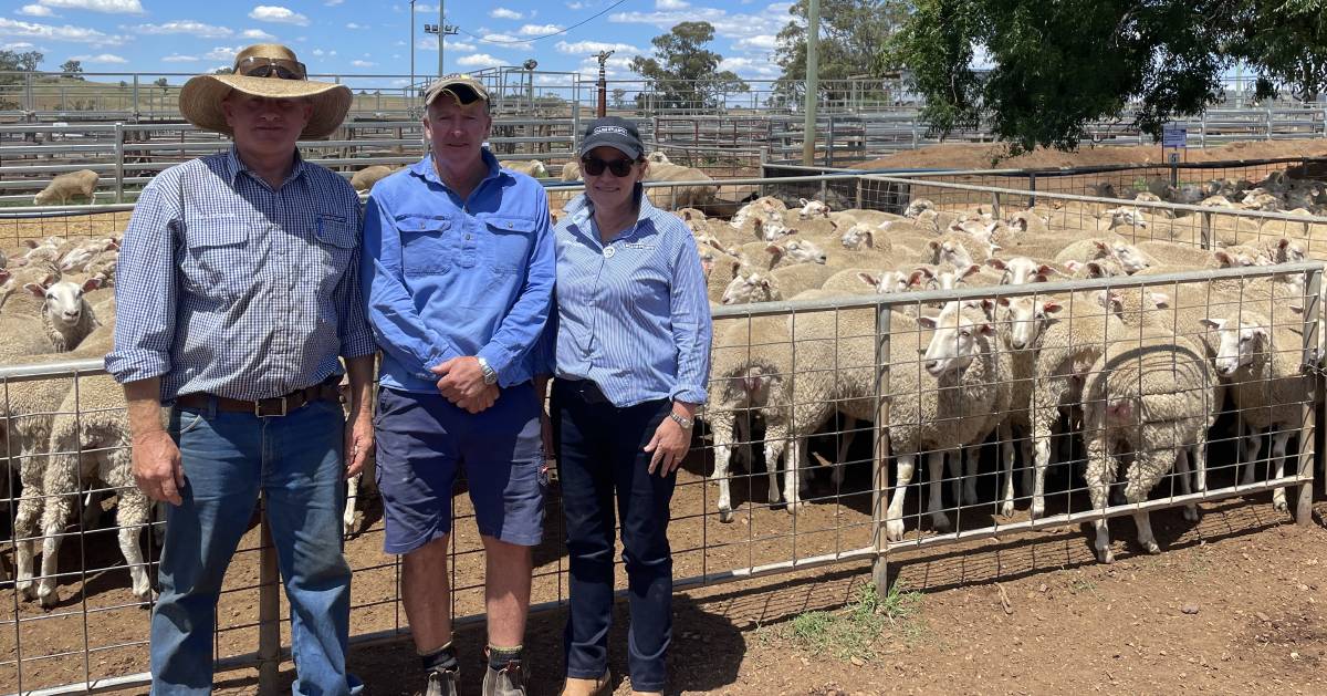 First-cross ewes sell to $254 at Dunedoo