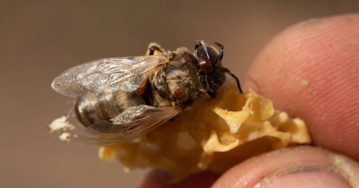 DPI confirms four new varroa mite cases detected in NSW