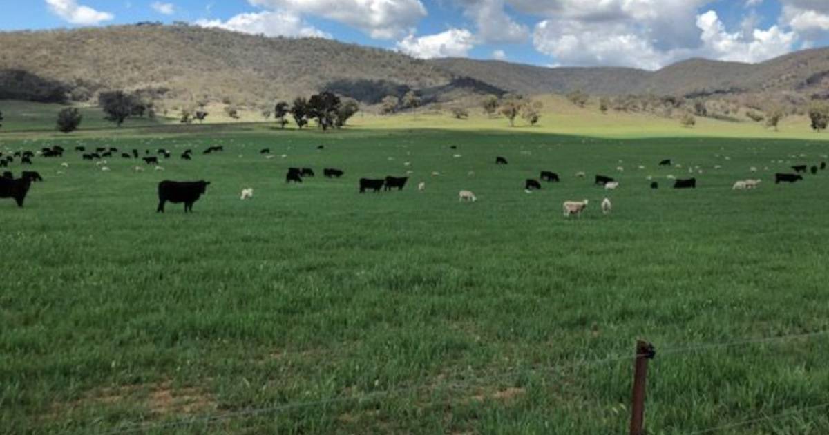 Highly productive 'drought proof' country for 7000 sheep