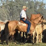 Queensland country music star and hemp grower to host field day