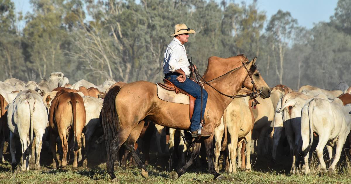 Boss drover takes aim at stock route reform