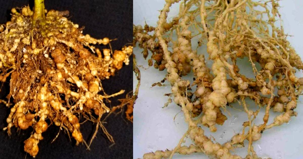 Farmers on alert as guava root-knot nematode takes hold in Queensland