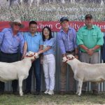 Western buyers on lookout for Australian White's at Keilah's first St George sale